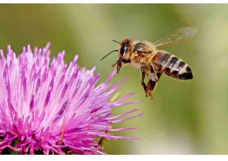 photo, abeille, butineuse